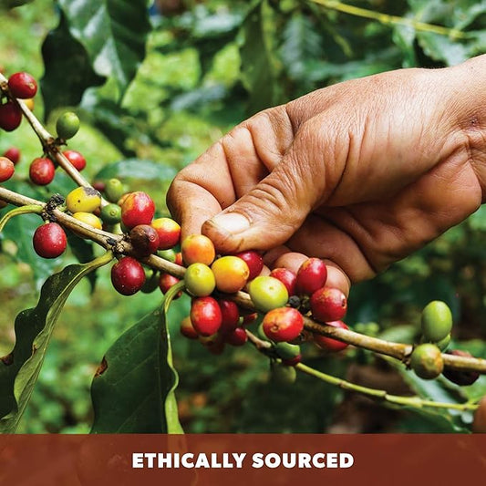 Low Acid Organic Coffee – Whole Bean, Mold-Free & Stomach Friendly by Java Planet, Cinnamon and Vanilla, Medium Dark Roast, Arabica Gourmet Coffee Grade A, Smithsonian Bird Friendly, 1LB Bag