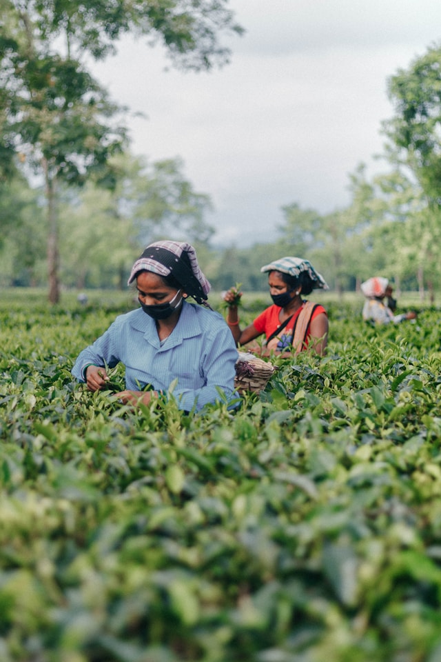 How Organic Tea Fits Into a Balanced Lifestyle
