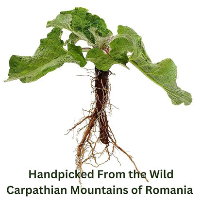 Wild Bliss Organic Burdock Root Tea - Caffeine Free Herbal Detox Support - Pharmacopoeia Quality - 75 Plant Based Tea Bags