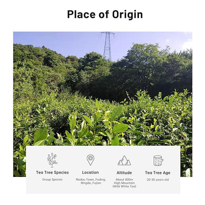 iTeaworld Gongmei White Tea Spring Harvest - Premium Chinese Tea from Fuding Fujian, Low Caffeine Multiple Steeping, Smooth Mellow Taste - Perfect for Daily Drinking & Relaxation - Ideal for Tea Enthusiasts 1 Pack(1.76oz)