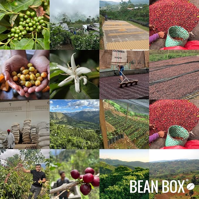 Brazil Legender - Roasted by Perc Coffee - Whole Bean Coffee - 2 Pound Bag