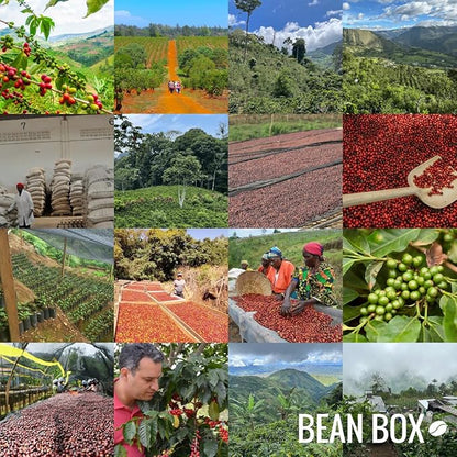 Benchmark - Roasted by Joe Coffee Company - Whole Bean Coffee - 5 Pound Bag