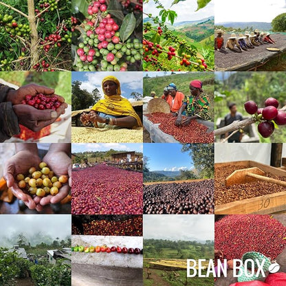 Sound and Vision Blend - Roasted by Huckleberry Roasters - Whole Bean Coffee - 2 Pound Bag