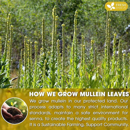 FreshDrinkUS, Premium 120 Mullein Leaf Tea Bags For Lung, 100% Natural & Pure from Mullein Leaves. Loose Leaf Mullein Herbal Tea. Made with Natural Material Tea Bags. No Sugar, No Caffeine, No Gluten, Vegan.