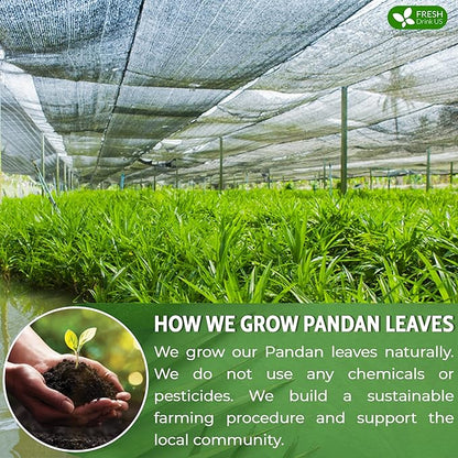 FreshDrinkUS, Premium 55 Pandan Leaf Tea Bags, 100% Natural & Pure from Pandan Leaves. Loose Leaf Pandan Herbal Tea. Made with Natural Material Tea Bags. No Sugar, No Caffeine, No Gluten, Vegan.
