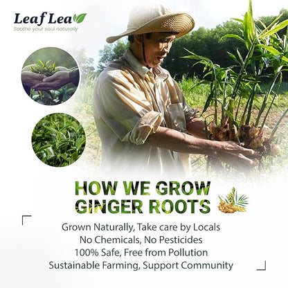 LeafLea Ginger Green Tea, 120 Tea Bags, Premium Green Tea Blend with Pure Ginger Root, Supports Digestive Wellness, Natural Flavor, Low Caffeine, Sugar-Free