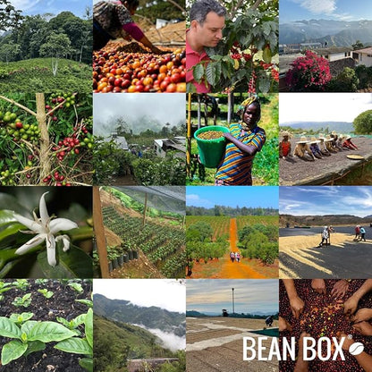Colombia Jhoan Vergara - Roasted by Perc Coffee - Whole Bean Coffee - 12 Ounce Bag