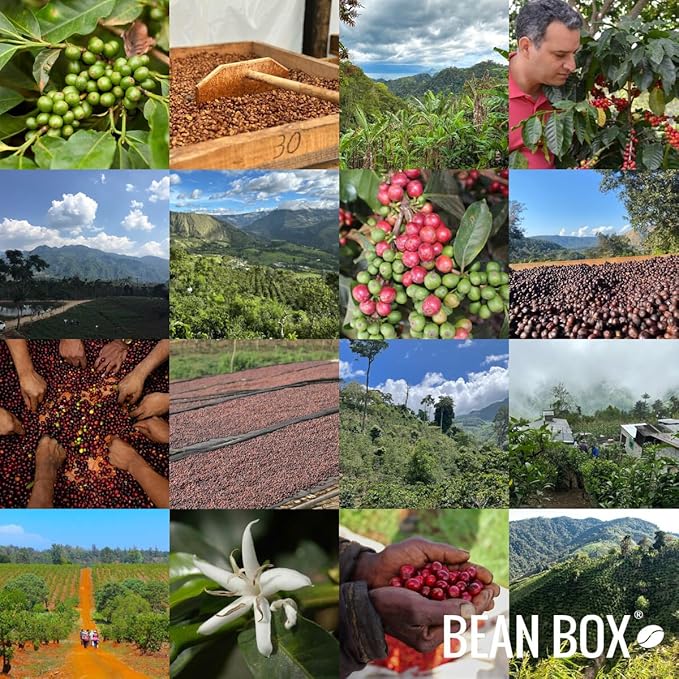 Kenya Kapkiyai - Roasted by Joe Coffee Company - Whole Bean Coffee - 5 Pound Bag