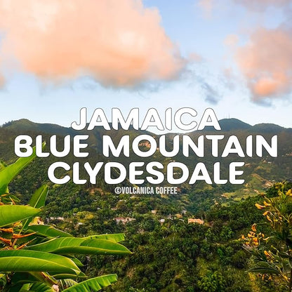 Jamaica Blue Mountain Coffee, 100% Pure, Ground Coffee, Fresh Roasted, 16-ounce