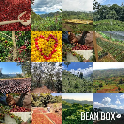 Bean Box Coffee Sampler - Explore Ethiopia, 2-Pack, Freshly Ground, Gourmet Coffee