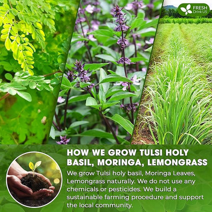 FreshDrinkUS, Premium 30 Tea Bags Tulsi Moringa Lemongrass, 100% Natural & Pure from Tulsi Holy Basil Leaves, Moringa & Lemongrass. Made with Natural Material Tea Bags. No Sugar, No Caffeine, Vegan.