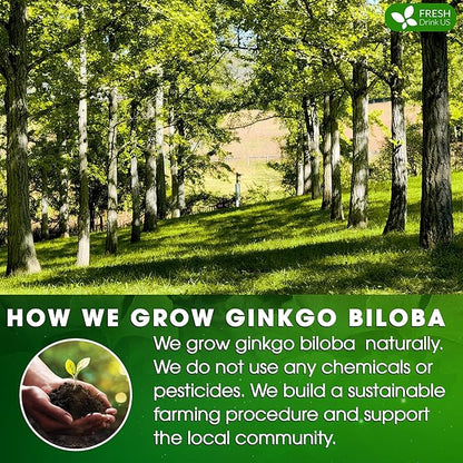 FreshDrinkUS, Premium 30 Ginkgo Biloba Leaf Tea Bags, 100% Natural & Pure from Ginkgo Biloba Leaves. Loose Leaf Herbal Tea. Made with Eco-Conscious Tea Bags. No Sugar, No Caffeine, No Gluten, Vegan.