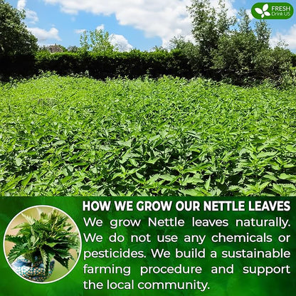 FreshDrinkUS, 55 Nettle Leaf Tea Bags, 100% Natural & Pure from Nettle Leaves. Loose Leaf Nettle Herbal Tea. Nettle Leaf Tea. No Sugar, No Caffeine, No Gluten, Vegan.