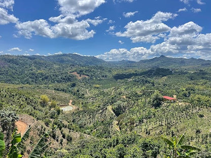 Julian Coffee - Whole Bean, Specialty Grade Single Origin Arabica Coffee From Puerto Rico. Low Acid. 12oz.