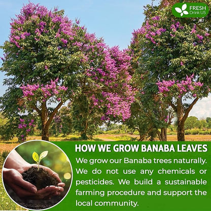 FreshDrinkUS, Premium 40 Banaba Tea Bags, 100% Natural & Pure from Banaba Leaves. Loose Leaf Banaba Herbal Tea. No Sugar, No Caffeine, No Gluten, Vegan.