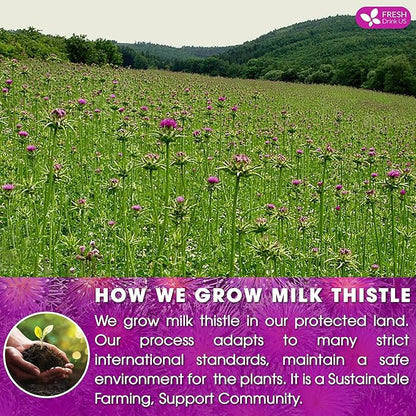 FreshDrinkUS, Premium 30 Milk Thistle Tea Bags, 100% Natural & Pure from Milk Thistle Seeds. Milk Thistle Seed Herbal Tea. Made with Natural Material Tea Bags. No Sugar, No Caffeine, No Gluten, Vegan.