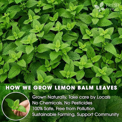 FreshDrinkUS, Lemon Balm Tea Bags | 75 Count |100% Pure Melissa officinalis – Naturally Calming Herbal Tea | Caffeine-Free, Premium Quality, Refreshing Flavor, Sustainably Sourced