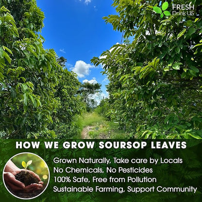 FreshDrinkUS, 60 Premium - The Top Soursop Graviola Leaf Tea Bags, 100% Pure & Natural from Soursop Leaves, Handmade, Made With Natural Materials-Corn Fiber Tea Bag, Sugar/Caffeine/Gluten Free, Hoja Guanabana Tea