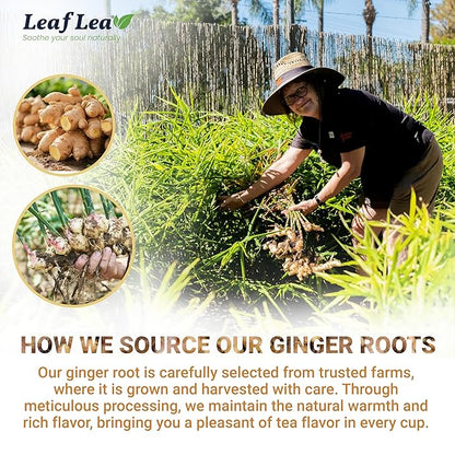 LeafLea 40 Ginger Tea Bags, 100% Pure & Natural from Dried Ginger Root Tea, Spicy & Comforting Herbal Tea Supports Digestion, Caffeine Free, Sugar Free, No Gluten, Non-GMO, Vegan