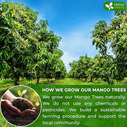 FreshDrinkUS, Premium 100 Mango Leaf Tea Bags, 100% Natural& Pure from Mango Leaves. Loose Leaf Mango Herbal Tea. Mango Leaf Tea. No Sugar, No Caffeine, No Gluten, Vegan.
